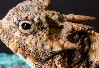 Horned lizard