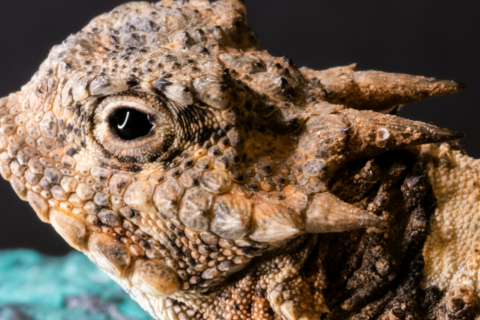 Horned lizard