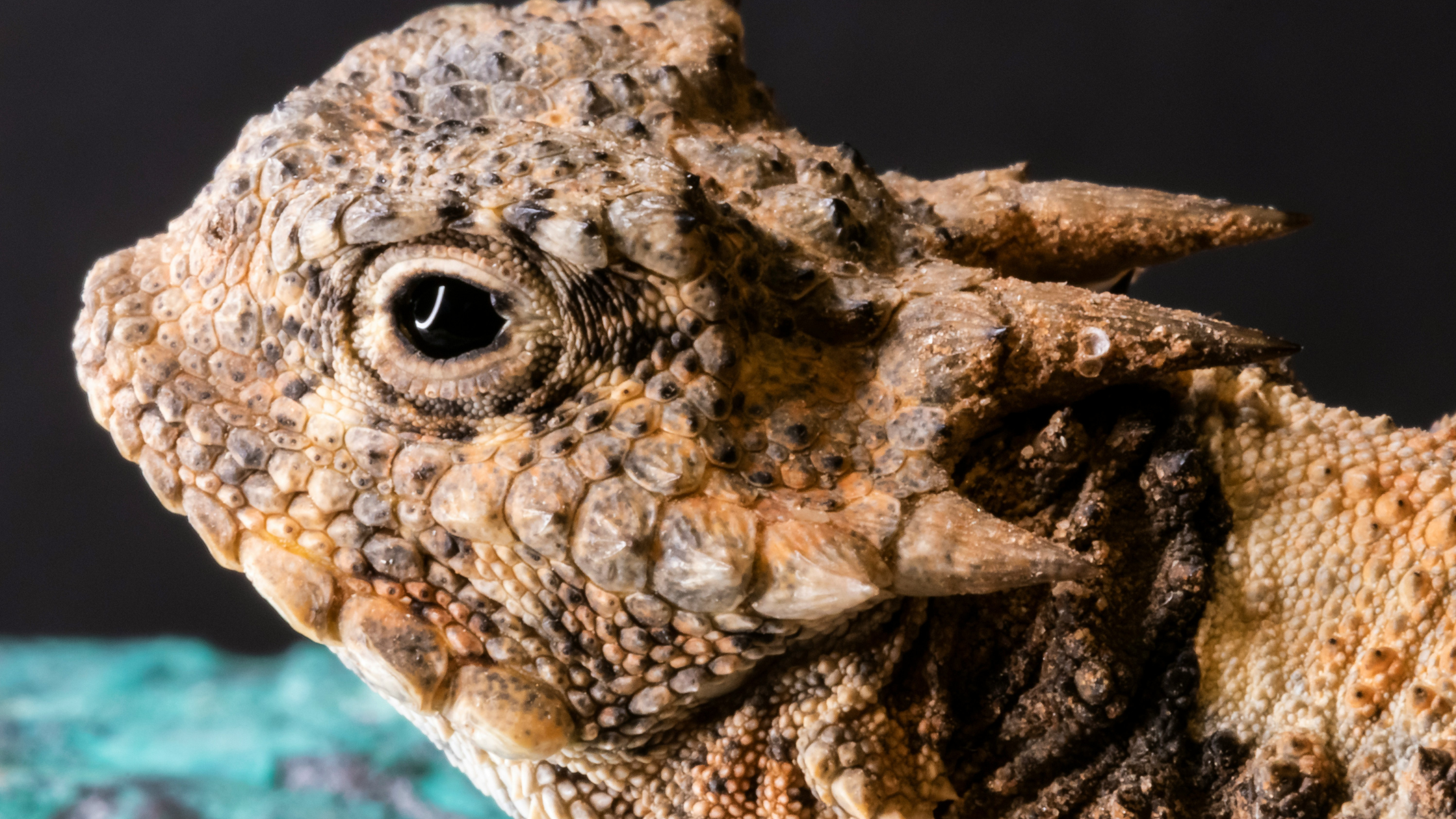 Horned lizard